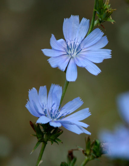Fotografie Fotoray Bern - Wegwarte Fotografie Fotoray Bern - Wegwarte